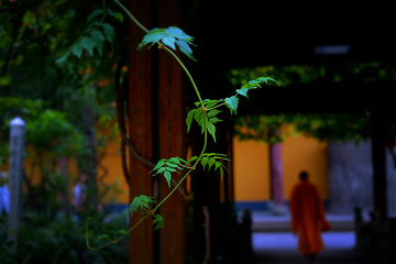 龙华寺第 20 张图片