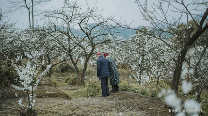 北碚印盒李花生态旅游区第 1 张图片