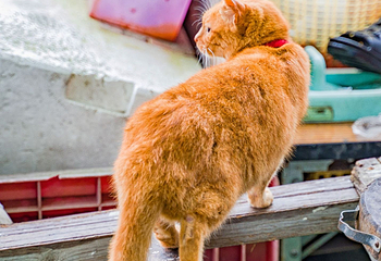 猴硐猫村第 20 张图片