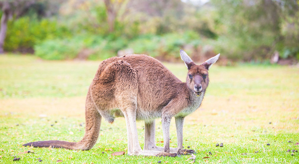 扬切普国家公园