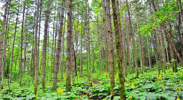 白云山森林氧吧游览区