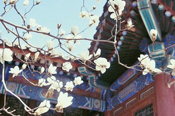 大觉寺第 15 张图片