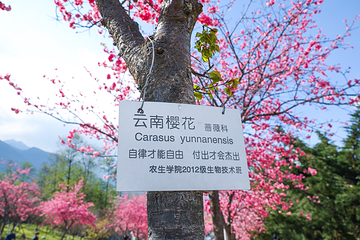 大理大学第 19 张图片