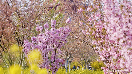 郑州市碧沙岗公园第 1 张图片