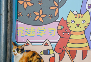 顶澳仔猫街第 36 张图片