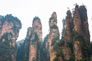 金鞭溪峡谷第 44 张图片