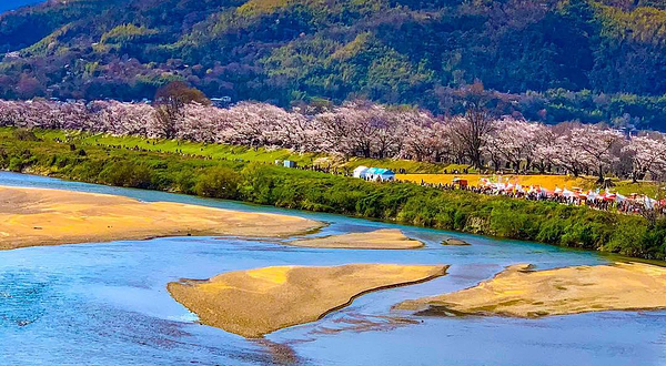 淀川河川公园背割堤地区