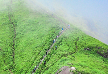 高山草甸第 14 张图片