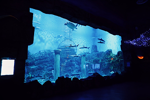 芜湖新华联大白鲸海洋公园