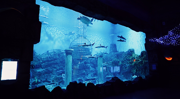 芜湖新华联大白鲸海洋公园