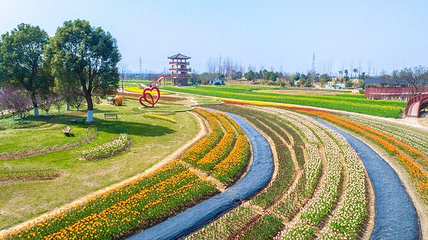 杭州湾海上花田第 10 张图片