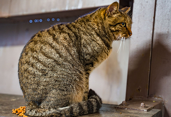 猴硐猫村第 13 张图片