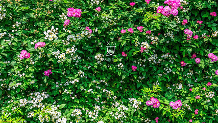 香雪海第 40 张图片