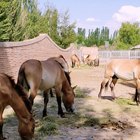 神州荒漠野生动物园
