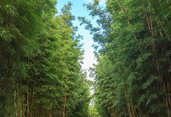 蝴蝶泉第 12 张图片