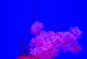 加拿大里普利水族馆第 15 张图片