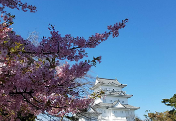 小田原城第 17 张图片