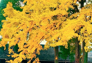 西园寺第 37 张图片