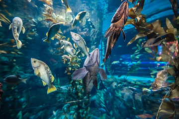 加拿大里普利水族馆第 17 张图片