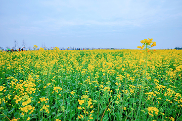 蔡甸消泗油菜花第 1 张图片