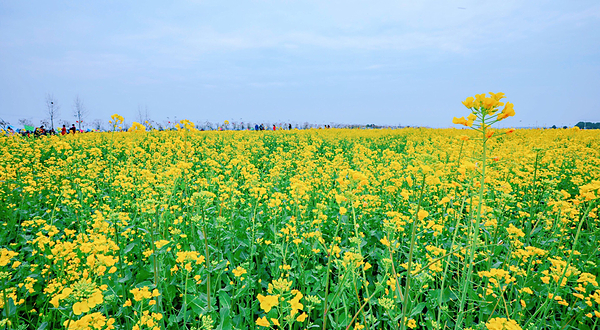 蔡甸消泗油菜花
