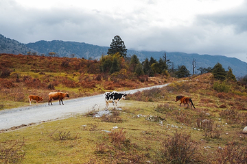轿顶山旅游度假区-轿顶山第 11 张图片