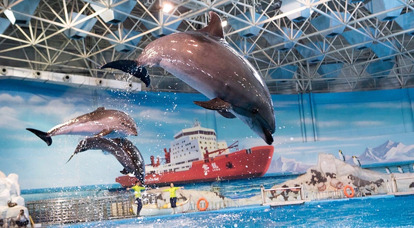 海合安青岛极地海洋公园