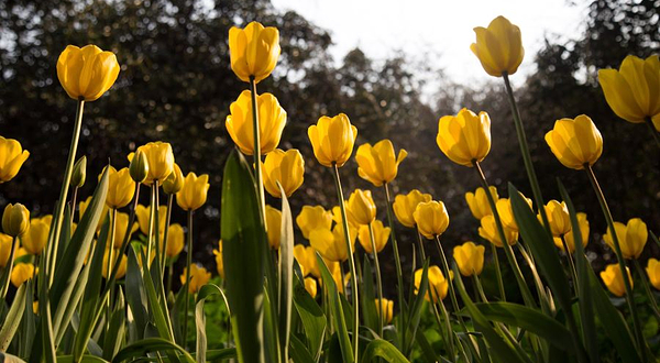 国际慢城太寺垭森林公园