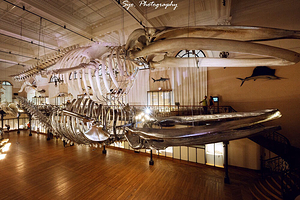 摩纳哥海洋地理博物馆