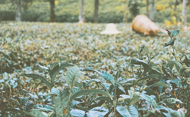 中华普洱茶博览苑第 4 张图片
