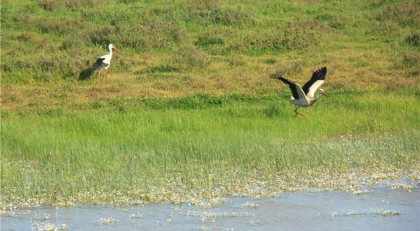 多尼亚纳国家公园
