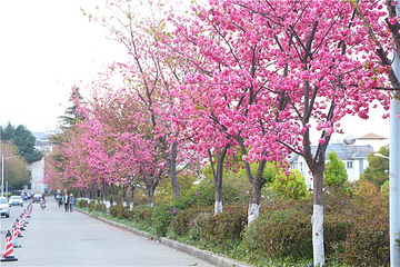 大理大学第 17 张图片