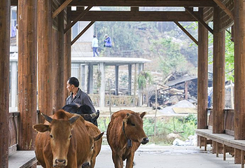 坝美世外桃源景区第 17 张图片