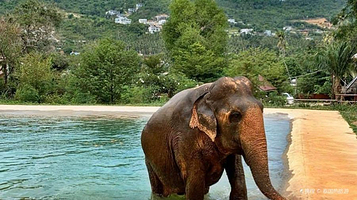 苏梅岛大象保护区