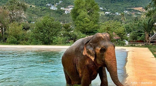 苏梅岛大象保护区