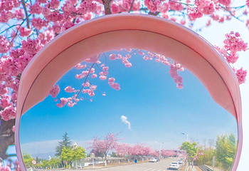 大理大学第 49 张图片