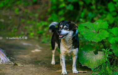 西狭颂景区第 2 张图片