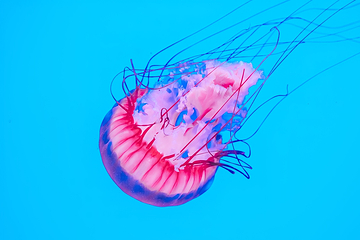 加拿大里普利水族馆第 14 张图片