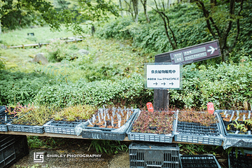 六甲高山植物园第 3 张图片