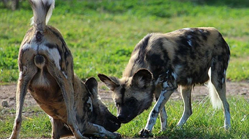 国家动物园及水族馆