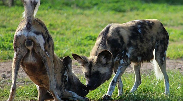 国家动物园及水族馆