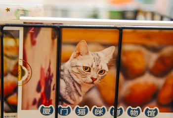 顶澳仔猫街第 37 张图片