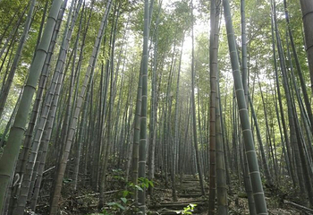 梅岭太阳谷大型梅花文化节第 27 张图片