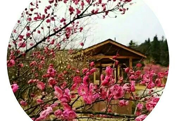 武宁花源谷第 15 张图片