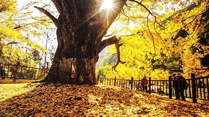 千年银杏谷文化旅游区第 41 张图片