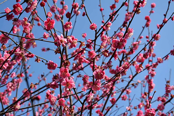 梧桐花谷第 19 张图片