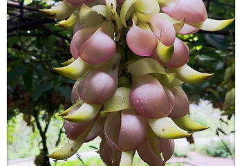 五彩禾雀花基地第 16 张图片