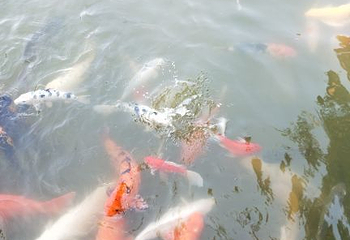 孔雀湖第 14 张图片