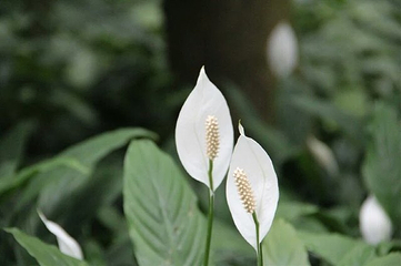 兴隆热带花园第 19 张图片