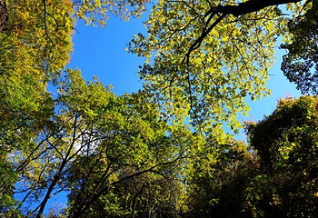 天女山森林公园第 35 张图片